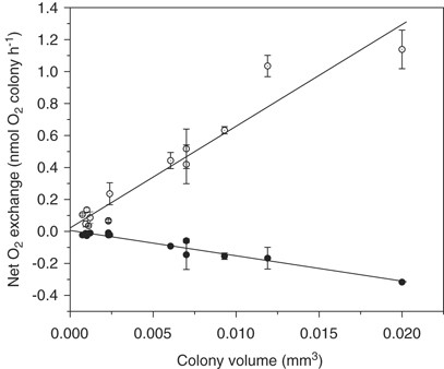 Net photosynthesis rate (open symbols) and dark respiration rate (closed symbols) measured as a function of colony volume. Each symbol represents the average value of three series of measurements with the s.d. of the mean value shown as bars.