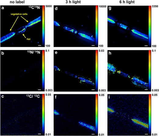 Distribution of 12C14N− (a, d, g), and 15N/14N (e, h), and 13C/12C (f, i) in single Aphanizomenon cells as measured by nanoSIMS. a–c: no label, d–f: t=3 h, g–i: t=6 h. The size bars are 2 mm.