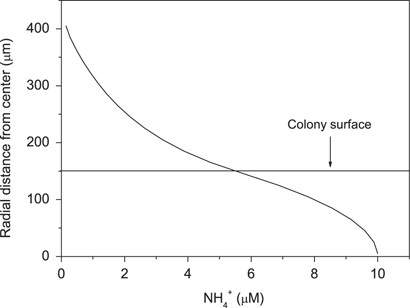 Ammonium gradient at colony–water interface of Aphanizomenon colony modeled from measured O2 fluxes, C-, and N2-fixation rates, and NH4+-release rates.