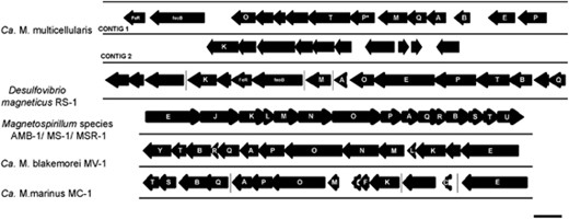 Organization of open reading frames in two segments of DNA (contigs) from Candidatus Magnetoglobus multicellularis containing putative magnetosome-related genes compared to the organization of magnetosome genes within the magnetosome gene island of several cultivated magnetotactic bacteria. Scale bar indicates 1000 bp. Hypothetical proteins are represented as unlabeled arrows.