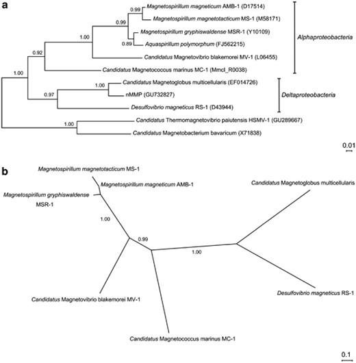 Phylogenetic analyses of Candidatus Magnetoglobus multicellularis: (a) maximum likelihood tree based on 16S rRNA gene sequences using the GTR+Γ DNA substitution model. Numbers at nodes represent bootstrap values for 1000 replicates. Numbers in parentheses are GenBank accession numbers. (b) Amino acid composition of conserved mam genes using the WAG+I+Γ+F matrix. Sequences of the uncultured MTB C. Thermomagnetovibrio paiutensis HSMV-1 (Lefèvre et al., 2010a) and Ca. Magnetobacterium bavaricum (Spring et al., 1993), both phylogenetically affiliated with the Nitrospirae phylum, are included as outgroups in this analysis. Numbers between branches are aLRT values.