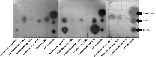 Production of QS signals by bacteria isolated from marine holobionts. Bacterial cultures were extracted twice with half volumes of ethyl acetate acidified with glacial acetic acid (4 ml l−1), and concentrated by rotary evaporation. Samples were spotted on reverse-phase C18 Si TLC plates, developed with 60:40 methanol:water and overlaid with a suspension of the Agrobacterium tumefaciens NTL1 pZLR4 AHL reporter in soft agar with X-Gal. Synthetic AHL standards (all from Sigma) were similarly subjected to the bioassay-coupled thin-layer chromatography.