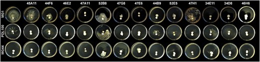 Swarming of Serratia marcescens in the presence of marine bacteria. Swarming of the model opportunistic pathogen S. marcescens MG1 (top row), coral white pox pathogen S. marcescens PDL100 (middle row) and the SwrI AHL synthase mutant S. marcescens MG44 (bottom row) was tested. Controls (Serratia spotted next to a glass fiber disk without a marine bacterium) are in the far left column. Identities of the tested marine bacteria are listed above the figure.