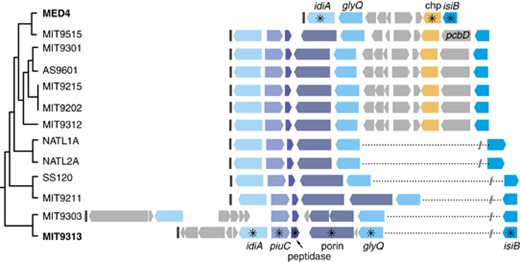 The idiA region of sequenced Prochlorococcus genomes. Genomes are organized vertically by phylogeny (Kettler et al., 2007). Asterisks indicate iron-stress induced transcription. The purple-tinted symbols represent genes not present in MED4 and include piuC (an uncharacterized iron-regulated protein—PMT0286), a possible peptidase (of the M20/M25/M40 family—PMT0285) and som (a possible porin—PMT0284). Blue-tinted symbols represent genes that are present in both MED4 and MIT9313. The yellow symbols represent an iron-induced conserved hypothetical gene (chp) not present in MIT9313. Black boxes represent tRNAs and dotted lines with slashes indicate extensive distances between genes along the genome.