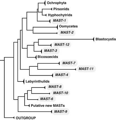 Schematic stramenopile phylogeny indicating the position of MAST groups. Based on a modified version of Supplementary Figure S1.