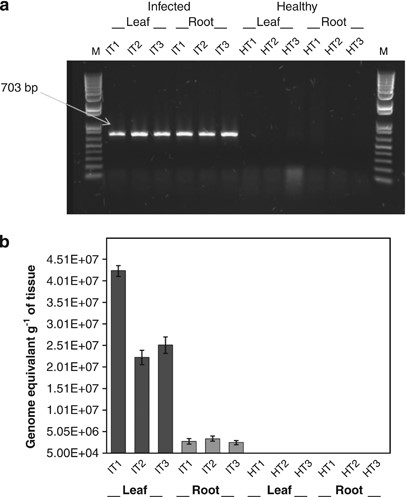 Detection of ‘Ca. L. asiaticus’ in root and leaf samples of HLB symptomatic and healthy citrus. (a) Agarose gel electrophoresis of PCR products amplified using primers A2-J5 targeting 16S rRNA gene of ‘Ca. L. asiaticus’. (b) Quantification of ‘Ca. L. asiaticus’ (genome equivalents per gram of samples) by qPCR using primer-probe combination CQULA04FCQULAP10-CQULA04R targeting the β-operon region of ‘Ca. L. asiaticus’. Symptomatic IT1–IT3; healthy HT1–HT3; M: DNA molecular weight size markers.