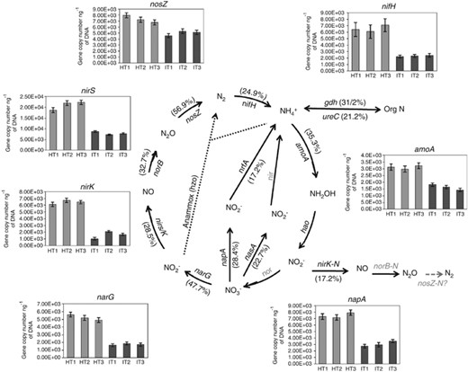 Relative changes of the detected genes involved in N cycling in ‘Ca. L. asiaticus’-infected samples from citrus rhizosphere. The signal intensity for each gene detected was normalized by all detected gene sequences using the mean. The percentage of a functional gene in a bracket represents the reduction in the signal intensity of the particular gene in ‘Ca. L. asiaticus’ samples compared with healthy samples (bold represent significant differences at P<0.05). Gray-colored genes were not targeted by this GeoChip or not detected in those samples. The bar graphs show the abundances of various genes involved in nitrogen cycling as revealed by qPCR analysis.