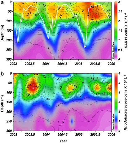 Contour plot of (a) SAR11 cell abundance ( × 108 l−1) and (b) Rhodobacteraceae ( × 107 l−1) cell abundance over 300 m from 2003 through 2005 with virioplankton abundance ( × 109 l−1) overlaid as contour lines. MLD (m) is superimposed as a white line in panel (a).