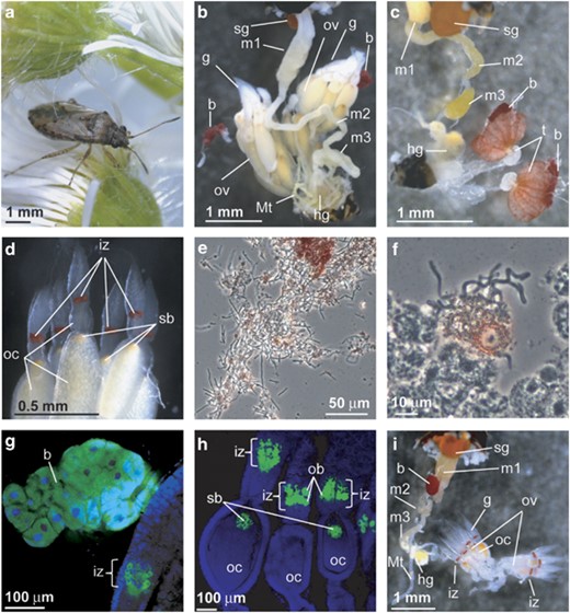 (a) An adult female of Nysius plebeius. (b) A dorsal view of the dissected abdomen of an adult female of N. plebeius. (c) A dorsal view of the dissected abdomen of an adult male of N. plebeius. Note that large red bacteriomes, the symbiotic organs, are present on both sides of the gonads in both sexes. (d) An enlarged image of germaria and developing oocytes in the ovarioles of an adult female of N. plebeius. Note a red infection zone in each germarium and an orange region at the anterior pole of each oocyte, the locations of the endosymbiont in the female reproductive system. (e) A phase-contrast microscopic image of a crushed bacteriome, in which numerous tubular endosymbiont cells are observed. Note that red materials are seen outside the bacterial cells. (f) A similar image of a crushed germarium containing an infection zone. (g) Endosymbiont localization in the bacteriome visualized by in situ hybridization. (h) Endosymbiont localization in the infection zone of the germaria as well as in the symbiont ball at the anterior pole of the oocytes visualized by in situ hybridization. In (g) and (h), green and blue indicate the endosymbionts and the host insect nuclei, respectively. (i) A ventral view of the dissected abdomen of an adult female of Kleidocerys resedae collected at Sapporo, Japan. Note the presence of a single red-colored bacteriome associated with the midgut, the absence of the paired bacteriome of the Nysius type and the presence of the red-colored infection zone in each germarium. b, bacteriome; g, germarium; hg, hind gut; iz, infection zone; m1, midgut first section; m2, midgut second section; m3, midgut third section; Mt, Malpighian tubule; ob, ovarial bacteriocyte; oc, oocyte; ov, ovariole; sb, symbiont ball; sg, stink gland.