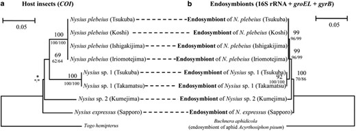 Phylogenetic concordance between the Nysius species and their endosymbionts. (a) A maximum likelihood phylogeny of the host insects inferred from mitochondrial COI gene sequences (558 aligned nucleotide sites). (b) A maximum likelihood phylogeny of the endosymbionts inferred from concatenated sequences of 16S rRNA, groEL and gyrB genes (2876 aligned nucleotide sites).