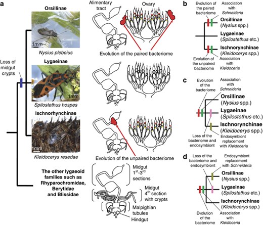Evolution of symbiotic organs and endosymbionts in the Lygaeidae. (a) Symbiotic organs in the lygaeid subfamilies Orsillinae, Lygaeinae and Ischnorhynchinae. (b–d) Alternative hypotheses that account for the evolution of the bacteriomes and the endosymbionts in the Lygaeidae.
