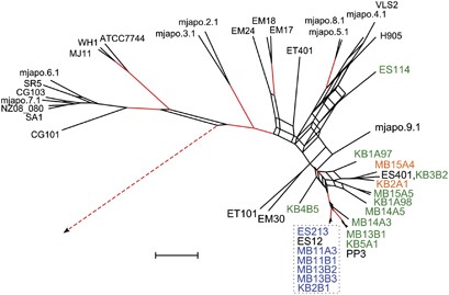 V. fischeri VfRep-PCR type-I strains form a monophyletic group within a phylogenetic reconstruction of global V. fischeri. A consensus network inferred from 6000 phylograms produced by ClonalFrame analyses of all taxa using a concatenation of four loci: recA, mdh, katA and pyrC. ClonalFrame was used to infer genealogical relationships from posterior distributions of 2000 samples from three independent runs (3 × 2000=6000 total samples). This aggregate ClonalFrame posterior distribution was used by SplitsTree to build a consensus network. For this network, reticulate relationships found in at least 20% of the sample may be visualized by parallel branches in parallelograms; nodes supported by a posterior probability greater than 95% (as summarized by ClonalFrame) are at the terminus of red-colored branches. The root (dashed red branch with arrow) has been truncated to expand the branches of the main V. fischeri group; the root contains both outgroup taxa: V. salmonicida LFI1238 and V. logei SA6. VfRep-PCR patterns have been mapped onto E. scolopes symbionts with colors: identically colored strains all share the same VfRep-PCR pattern (or type) (Supplementary Table S1): Blue, type-I (boxed); orange, type-II; green, type-III. The strains within the dotted box have been designated as ‘Group-A’. The black bar is equivalent to a branch length of 0.1 substitutions per site.