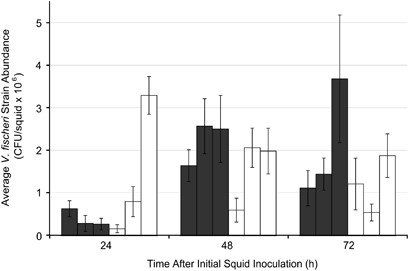 Single-strain V. fischeri inoculations of juvenile squid demonstrated no clear difference between the levels of symbiosis initiation by Group-A and non-Group-A V. fischeri. Each bar represents the mean c.f.u./squid of 10–15 squid inoculated with a single isolate of V. fischeri and sacrificed at 24, 48 or 72 h after inoculation. The error bars represent 95% confidence intervals. The histogram bars relate to V. fischeri strains as follows: Non-’Group-A’ V. fischeri strains are represented by the three black bars (left, ES114; center, MB14A3; right, MB15A4), whereas ‘Group-A’ V. fischeri strains are represented by the three white bars (left, ES213; center, MB11B1; right, KB2B1).