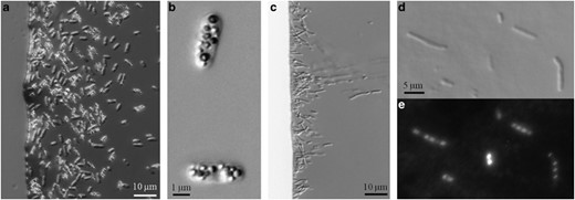 Light microscope images of the novel MTB of the Gammaproteobacteria. (a, c) Differential interface contrast (DIC) light micrographs of north-seeking cells of strains BW-2 and SS-5, respectively, at the edge of a ‘hanging drop’ in a magnetic field. (b) High-magnification DIC micrograph of cells of BW-2 showing the numerous, refractile, intracellular, sulfur-rich globules. (d) High-magnification DIC micrograph of very-long cells of strain SS-5 common in older cultures. (e) Fluorescence microscope image of the same SS-5 cells shown in (d) but stained with 4′,6-diamidino-2-phenylindole (DAPI) to show the numerous nucleoids present in very-long cells.