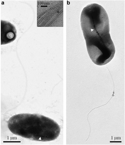 TEM images of negatively stained (1% uranyl acetate) cells of the magnetotactic Gammaproteobacteria. (a) TEM image of cells of strain BW-2 showing chain of magnetite magnetosomes (at white arrow) and a polar bundle of flagella. Inset shows that the flagellar bundles consist of seven individual flagellum. (b) TEM of cells of strain SS-5 showing chain of magnetosomes (at white arrow) and a single polar flagellum.
