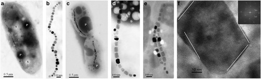 TEM images of inclusions within cells of strains BW-2 and SS-5. (a) TEM image of a whole unstained cell of strain BW-2 showing numerous sulfur- (S) and phosphorus-rich (P) inclusions as determined by EDX (data not shown) and a chain of magnetite magnetosomes. (b) High-magnification TEM image of a chain of magnetosomes from a cell of strain BW-2. The magnetosome crystals were identified as magnetite (data not shown) with octahedral crystal habits. (c) TEM image of a whole unstained cell of strain SS-5 showing phosphorus-rich (P) inclusions as determined by EDX (data not shown) and a chain of magnetite magnetosomes. (d, e) High-magnification TEM image of a chain and double chain, respectively, of magnetite magnetosomes from a cell of strain SS-5. (f) High-resolution TEM image of a magnetosome crystal observed in strain SS-5 identified as magnetite on the basis of its lattice spacings, with the electron beam parallel to a (110)-type crystallographic direction (consistent with the Fourier transform of the image in the upper right inset, indexed according to the magnetite structure). The white lines are parallel to (111)-type, octahedral faces, indicating that the crystal is a slightly distorted octahedron, elongated parallel to (111).