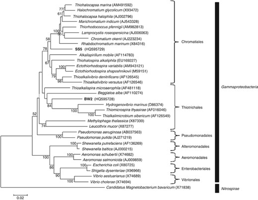 Phylogenetic tree, based on 16S rRNA gene sequences, showing the positions of strains BW-2 and SS-5 in the Gammaproteobacteria class. Bootstrap values (higher than 50) at nodes are percentages of 1000 replicates. The 16S rRNA gene sequence of the magnetotactic bacterium Candidatus Magnetobacterium bavaricum, a member of the Nitrospirae phylum, was used to root the tree. GenBank accession numbers are given in parentheses. Bar represents 2% sequence divergence.