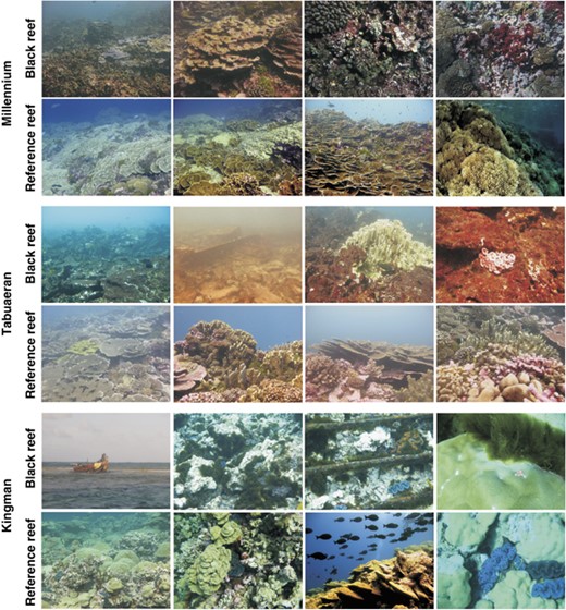 Representative photographs of benthic habitats from black reefs and reference reefs on Millennium (rows 1 and 2), Tabuaeran (rows 3 and 4) and Kingman (rows 5 and 6).