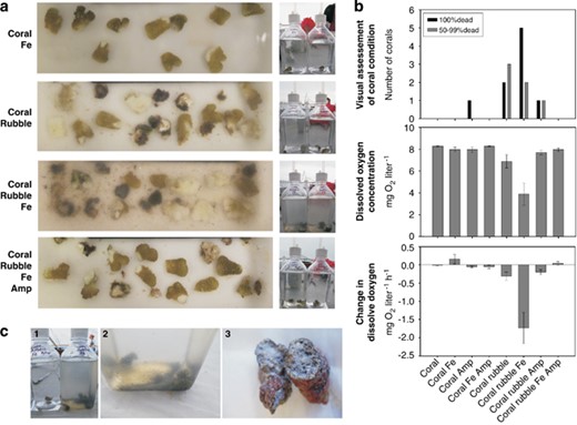 Mesocosm experiments measuring the response of corals and algal-covered rubble to iron enrichment. (a) P. meandrina corals were treated with 1 μm ferric iron (FeCl3) with and without the presence of black reef algae. The same treatments were conducted plus 50 μg ml−1 ampicillin. Coral fragments and mesocosms were photo documented after 5 days (4 of 8 treatments shown, n=10). (b) Coral condition was visually assessed (top panel). The concentration of DO (mg O2 l−1) in the aquarium water was measured at the completion of the experiment (middle panel). The rate of change in DO (mg O2 l−1 h−1) was also measured (bottom panel). Fe, ferric iron; Amp, ampicillin. (c) Photographs of iron-enriched mesocosms depicting water turbidity (1) and the formation of black particulate material characteristic of the black reef (2). Cross-section of algal-covered rubble collected from the Millennium black reef (3).