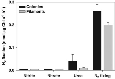 Ethylene reduction activities of Trichodesmium sp. IMS101 cultures grown on different N sources: nitrate (10 μm), nitrite (10 μm) and urea (5 μm) and in the absence of combined N (N2 fixing).