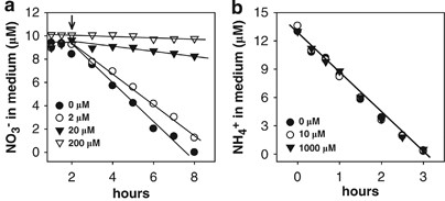 Effect of different ammonium additions (arrow) on nitrate uptake in nitrate-grown cultures of Trichodesmium IMS101 (a) and the effect of different nitrate concentrations on ammonium uptake by such cultures (b).