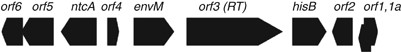 Gene arrangement of a 9 kb genomic DNA fragment of Trichodesmium IMS101 carrying the N-regulatory gene ntcA and its flanking regions. Block arrows denote the individual ORFs with their direction of transcription.