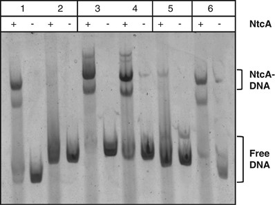 NtcA binding to N-regulated promoters in electrophoretic mobility shift assay (EMSA) experiments with overexpressed, maltose-column purified NtcA of Prochlorococcus strain MED4. (Lanes 1 and 2) PglnA and PntcA of Trichodesmium IMS101, (lanes 3 and 4) PglnA and PntcA of Anabaena PCC 7120, (lane 5) PntcA of Synechocococcus WH7803, and (lane 6) PntcA of Prochlorococcus MED4.