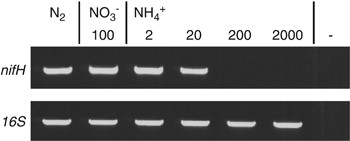 nifH transcript levels in Trichodesmium IMS101 filaments cultured in N2-fixing condition, in 100 μm NO3− or in NH4+ of different concentrations. The amount of total RNA of different samples was titrated to the same level using housekeeping 16S rRNA gene as internal control as shown in the down row of each panel. The results shown are representative of at least two independent experiments.