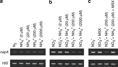 Levels of napA transcript in Trichodesmium IMS101 filaments 1 h following the addition of different concentrations of ammonium (a), with different combinations of ammonium with 100 μm NO3− for 1 h (b) and (c) with different combinations of nitrate (100 μm), ammonium (200 and 2000 μm) and MSX (100 μm).