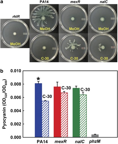 The mexR and nalC mutations decrease C-30 inhibition of P. aeruginosa QS phenotypes. (a) Swarming motility at 37 °C after 24 h using rhlR as a negative control. Three independent cultures were used for each strain, and two swarming plates were used for each culture. Representative plates are shown. (b) Pyocyanin production after incubation in LB medium for 9 h. Mutant phzM was used as a negative control. C-30 was used at 50 μm. Data represent the mean±s.d.; n=3. *P<0.01 by Student's t-test compared with the value in the presence of C-30.