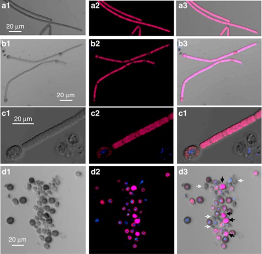 DNA localization during akinete differentiation and maturation in A. ovalisporum. Exponentially grown culture and akinete-induced culture stained with Hoechst 33258 and recorded by laser scanning confocal microscopy (excited with a 405 nm laser line). (a1–a3) Trichomes from exponentially grown culture. (b1–b3) Trichomes from an akinete-induced culture carrying akinetes at their earlier developmental stage. (c1–c3) A trichome from an akinete-induced culture carrying an akinete in its late differentiation. (d1–d3) An aggregate of free akinetes from akinete-induced culture. The images (a–d) presented for each sample are: (1) transmitted light image; (2) wavelength color-coded image and (3) a superposition of images 1 and 2. Note that some mature akinetes completely lack fluorescence signals (neither Hoechst fluorescence nor autofluorescence signals were detected—white arrows in image d3), whereas some akinetes emitted strong phycobilisomes red fluorescence (indicated with black arrows in image d3). Scale bars=20 μm.