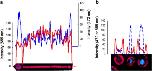 Lateral distribution of Hoechst-DNA 472 nm fluorescence (blue line) and phycobilisome autofluorescence at 655 nm (red line) along a short trichome with (a) terminal akinetes and (b) free mature akinetes. Wavelength color-coded image, presenting the localization of Hoechst emission (blue) and pigment autofluorescence (red), are shown together with the corresponding lateral scans of fluorescence intensity. Samples were excited with a 405 nm laser line.