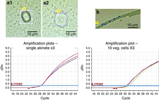 Amplification plots, baseline-corrected normalized fluorescence (ΔRn) as a function of amplification cycle, for a 170 bp 16S rRNA fragment from a single akinete (lower left panel – each color lines represent an individual akinete) and for cohorts of 10 exponentially grown vegetative cells (lower right panel – each color lines represent a 10 cells group) of A. ovalisporum. A calibration curve based on a known copy number of a pBlueScript plasmid carrying a 650 bp fragment of the 16S rRNA gene was run simultaneously and used to calculate gene copy number in each unknown sample (an akinetes or a cohort of 10 vegetative cells). The micrographs show a single akinete, before (a1) and after (a2) its removal by laser microdissection and laser pulse catapulting (LMPC). (b) Shows a short filament of 10 cells before LMPC.