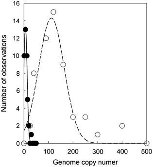 Frequency distribution of genome copy number per cell in vegetative cells (closed circles, solid line) and free akinetes (open circles, dashed line).