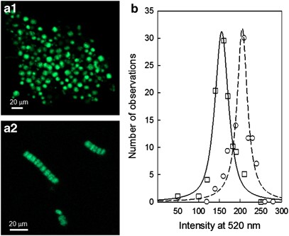 Quantification of cellular pools of ribosome in akinetes and vegetative cells by FISH and laser scanning confocal microscopy (samples were excited with the 488 nm line of a 25 mW Ar laser). Wavelength color-coded image (a1 and a2) are presented for akinetes and vegetative cells respectively. (b) Frequency distribution of the Alexa 488 emitted signal intensity at 520 nm in vegetative cells (open squares, solid line) and in free akinetes (open circles, dashed line).