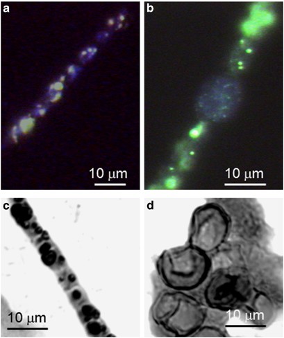 The presence of nucleic acids and inorganic Poly-P bodies in vegetative cells and akinetes of A. ovalisporum. DAPI-stained samples of exponentially grown trichomes (a) and a trichome with an akinete from a 2-week-old akinete-induced culture (b), show blue fluorescence of nucleic acids and greenish fluorescence of Poly-P bodies. Neisser-stained samples of exponentially grown trichomes (c) and an aggregate of mature akinetes (d) indicate the absence of Poly-P bodies (dark color granules) in mature akinetes. Scale bars=10 μm.