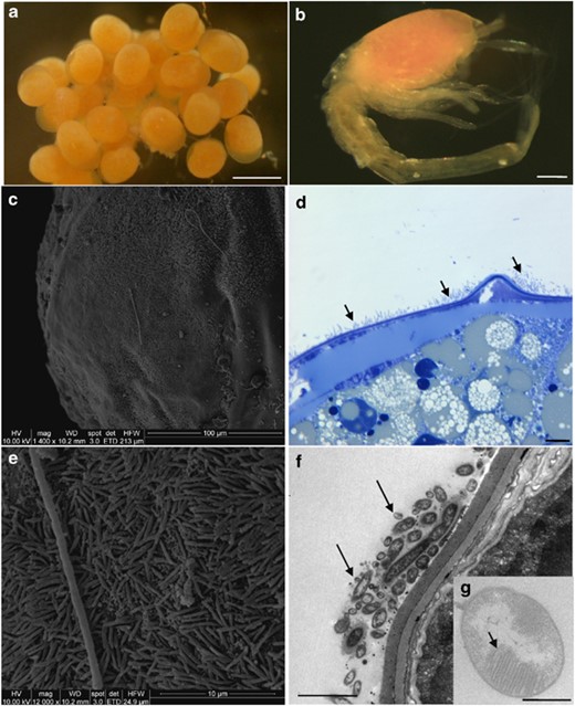 Microscopic observations of eggs and larvae (SEM, c and e; TEM, f and g). (a) R. exoculata eggs from Logachev. Scale bar=500 μm. (b) R. exoculata larvae, which just hatched from Logachev (manually separated from egg). Scale bar=200 μm. (c) Egg surface from Logachev covered by thin rod-shaped bacterial mat. (d) Egg thin section from Logachev, showing bacterial mat (indicated by dark arrows) on R. exoculata egg membrane. Scale bar=10 μm. (e) Magnified view of the picture in panel c, showing thin rod-shaped bacterial mat. (f) Egg thin section, showing thin rod-shaped bacteria (indicated by dark arrows) on the egg membrane. Scale bar=2 μm. (g) Methanotrophic-like bacteria (with intracytoplasmic membranes, indicated by a dark arrow) retrieved in the thin rod-shaped bacterial mat associated with the egg membrane. Scale bar=500 nm.