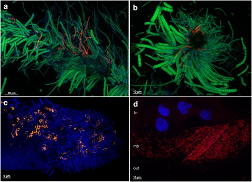 FISH. (a) Longitudinal view of Scaphognathite setae from Logachev black moult shrimp with epibionts. Gammaproteobacteria (red) were hybridized with a GAM42a probe and Epsilonproteobacteria (green) were hybridized by an EPSY549 probe. (b) Transversal view of Scaphognathite setae from Logachev black moult shrimp with epibionts. Gammaproteobacteria (red) were hybridized with a GAM42a probe and Epsilonproteobacteria (green) were hybridized by an EPSY549 probe. (c) Longitudinal view of Scaphognathite setae from Rainbow red moult shrimp with epibionts. The methanotrophic Gamma symbionts (orange) were hybridized with both LBl32/130 and GAM42a probes. DAPI staining is shown in blue. (d) Egg membrane (mb) with epibionts, egg content (in) and outer environment (out). Gammaproteobacteria (red) were hybridized with a GAM42a probe. DAPI staining is shown in blue, showing eukaryotic nucleus of the egg.