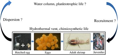 Partial R. exoculata life cycle completed by this study.