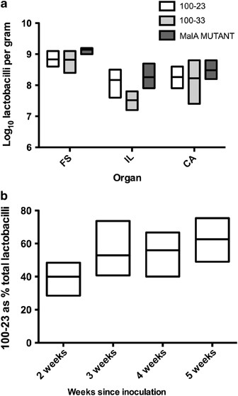 Lactobacillus populations in the gut of mice. (a) Populations of strains 100–23, 100–33 and 100–23C malA mutant when inhabiting the gut of mice alone. (b) Proportions of the total Lactobacillus population comprised of strain 100–23 in the forestomach of mice in cohabitation with 100–33. In both (a and b), horizontal line=mean, box=range. Six mice were used per experimental group. Abbreviations: CA, caecum; FS, forestomach; IL, ileum.