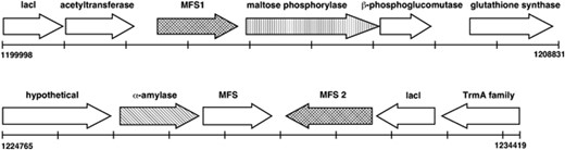 Annotation of the maltose utilisation locus of strain 100–23. The upper map shows strain 100–23 genome positions 1199998–1208831 and includes the maltose phosphorylase (malA) gene (vertical bars) and the mfs1 gene (hashed). The lower map shows genome positions 1224765–1234419 and includes the α-amylase sequence (diagonal bars) and the mfs2 gene (hashed). Arrows indicate the direction of transcription. Genome positions and annotations were from NCBI genome sequence NZ_AAPZ00000000.