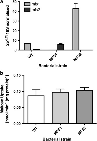 Effect of mutations of mfs1 and mfs2 in strain 100–23C. (a) Comparison of transcription of mfs1 and mfs2 in wild-type 100–23C (WT), and mfs mutants (MFS1, MFS2). Data (n=4 replicates) were normalised relative to transcription of the 16S ribosomal RNA (rRNA) sequences. (b) Uptake of radioactive maltose by cells harvested from cultures containing 2% (w/v) maltose. WT, wild-type strain 100–23C; MFS1 and MFS2, 100–23C derivatives with mutations in respective genes. In both (a and b), means and s.e.m. are shown. Mfs1 transcription in mutant MFS2 was greater than in the WT (P<0.001).