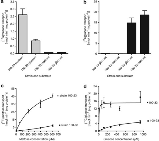 Measurements of uptake of radioactive maltose (a and c) or glucose (b and d) by cells of 100–23 and 100–33 harvested from medium containing 2% (w/v) glucose or maltose. Means and s.d. of triplicate assays are shown.