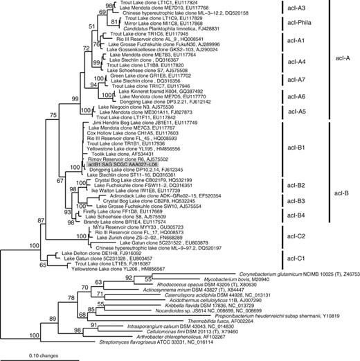 Phylogenetic placement of the acI-B1 AAA027-L06 SAG within the acI lineage and relative to other sequenced actinobacterial genomes. Phylogenetic reconstruction was conducted by maximum likelihood (RAxML) (Stamatakis et al., 2008) with 1000 bootstrap runs on the CIPRES web portal (http://www.phylo.org) using near-full-length reference 16S rRNA gene sequences from a manually curated alignment (Newton et al., 2011) and a 50% base frequency filter (total 1402 positions). Bootstrap values are indicated above nodes with greater than 50% support and the scale bar represents 10 base substitutions per 100 nucleotide positions.