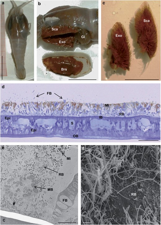 Illustration of the shrimp Rimicaris exoculata gill chamber with the associated bacterial community. (a) Whole shrimp with dilated gill chamber visible on both sides of the cephalothorax. (b) Left gill chamber opened by removal of the branchiostegite (lying below, Brs) and showing the very large mouthparts (scaphognathite, Sca, and exopodite, Exo) as well as the posterior gill set (Gi)—both the mouthparts and the inner side the branchiostegite are colonised by bacterial mats encrusted with particles of red iron oxide. (c) Isolated mouthparts bearing bacteriophore setae sheathed by a thick iron-oxide-encrusted biofilm. (d) Semi-thin cross-section (toluidine blue stained) of the branchiostegite (anterior part), showing the inner and outer integument leaflets (IB and OB) and the bacterial biofilm growing on the inner side. (e, f) Transmission electron microscopy and scanning electron microscopy images of the branchiostegite biofilm, showing several bacterial morphotypes including rods, nested methanotrophic-like bacteria, thick and thin filaments (pictures taken by Dr L Corbari). Scale bars: (a) 1 cm; (b) and (c) 500 mm; (d) 100 μm; (e) 5 μm; (f) 10 μm. C, cuticle; Epi, epidermis; FB, filamentous bacteria; IB, inner branchiostegite; MB, methanotrophic-like bacteria; Mi, mineral particles; RB, rod-shaped bacteria; S, blood sinuses.