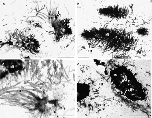 Autoradiographs of histological sections: cross-sectioned bacteriophore setae of the mouthparts of R. exoculata shrimps incubated for 1 h with 3H-lysine (a, b) or for 6 h with 14C-bicarbonate (c, d). (a) Filamentous bacteria are distinguished from mineral deposits and labelled on short segments only. (b) The filamentous bacteria are labelled over their entire length. (c) Filamentous bacteria are poorly or not labelled. (d) Discontinuous labelling appears on the distal part of the filamentous bacteria but does not stain them close to the setae. Exposure times: (a) 12 h, (b) 11 days, (c) 10 weeks and (d) 34 weeks. Scale bars: 100 μm. FB, filamentous bacteria; Mi, mineral.
