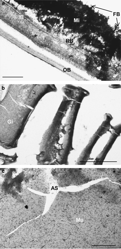 Autoradiographs of different cross-sectioned body parts of R. exoculata shrimps incubated for 1 h with 14C-acetate (a, c) or 3H-lysine (b): (a) branchiostegite (3-day exposure) showing intense labelling of emerging filamentous bacteria and much weaker labelling below the mineral crust, a dense silver deposit covering the living tissue, that is, both the inner and the outer epidermis and their respective new cuticles, while the old outer cuticle remains almost free of silver particles; (b) gills (20-days exposure); (c) abdominal muscles (29-days exposure) labelled moderately but more intensely than the background. Scale bar: 100 μm. AS, sectioning artificial space; FB, filamentous bacteria; Mi, mineral crust; Mu, muscles; OB, outer branchiostegite (old cuticle separated from the new one); RB, rod-shaped bacteria; T, tissues including the epidermis bordered by the new cuticle being deposited.