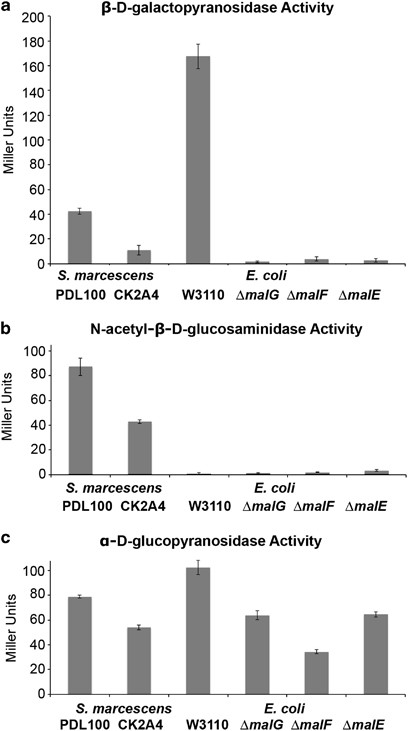 Enzymatic activities in mutants of S. marcescens and E. coli. Overnight cultures of wild-type S. marcescens PDL100 and the transposon mutant (CK2A4) were tested for activities of (a) β-d-galactopyranosidsase, (b) N-acetyl-β-d-glucosaminidase and (c) α-d-glucopyranosidase using a Miller assay (Miller, 1972) with appropriate p-nitrophenyl-glycoside substrates. E. coli W3110 and individual in-frame single gene knockouts of malE, malF and malG were also tested to compare phenotypes of CK2A4 with those of the defined well-characterized E. coli mutants in the malEFG operon. All cultures were grown overnight before the assays; S. marcescens was cultured in Marine broth, E. coli was grown in LB. Averages of three biological and four technical replications are shown. Error bars are standard error. There was a significant reduction in the enzymatic activities between wild-type S. marcescens and CK2A4 (β-d-galactopyranosidsase: t=13.55, dF=6, P<0.0001; N-acetyl-β-d-glucosaminidase: t=12.22, dF=3.3, P=0.0008; α-d-glucopyranosidase: t=20.86, dF=4.87, P<0.0001). In E. coli, β-d-galactopyranosidsase and α-d-glucopyranosidase activities were reduced in malE, malF and malG mutants.