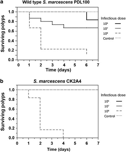 Survivorship of Aiptasia pallida polyps infected with S. marcescens. Ten-fold dilutions of overnight cultures of S. marcescens PDL100 and CK2A4 were inoculated into microtiter plate wells with A. pallida. Infections were maintained at room temperature (22–24 °C) with illumination. Polyps were scored daily. Each line represents the proportion of polyps surviving at each concentration (106 cfu ml−1, 107 cfu ml−1, 108 cfu ml−1, or control as shown in the key). Survivorship decreased significantly with increasing pathogenic concentration for polyps infected with (a) S. marcescens PDL100 (χ2=38.604; dF=4; P<0.0001) and (b) S. marcescens CK2A4 (χ2=28.249; dF=3; P<0.0001).