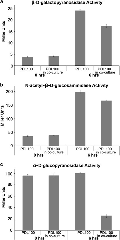 Inhibition of enzymatic activities in S. marcescens PDL100 by Exiguobacterium sp. 33G8. Exiguobacterium sp. 33G8 was grown in coculture with PDL100 to test for inhibition of the enzymatic activities that are normally induced in S. marcescens grown on mucus of A. palmata. As detailed in Materials and methods, within the coculture, bacteria were separated with a dialysis membrane (MWCO: 1 000 000) for the ease of recovering cells for enzymatic assays. The dialysis pouch pore size was enough to retain cells but allow compounds produced by both organisms to pass through. Enzymatic assays for PDL100 (a) β-d-galactopyranosidase, (b) N-acetyl-β-d-glucosaminidase and (c) α-d-glucopyranosidase activities were conducted at the time of inoculation and after 6 h of coculture using nitrophenyl substrates as in Miller, 1972. Enzymatic activities of S. marcescens PDL100 in a monoculture or in the coculture with Exiguobacterium sp 33G8 are shown. Experiments were repeated twice, each time with four technical replicates. Data from one replicated experiment are shown. There was no difference in initial activity between the treatments for each enzyme assayed. After coincubation for 6 h, S. marcescens PDL100 showed strongly significantly reduced enzymatic activities as a result of 33G8 for β-d-galactopyranosidase (t4.2=9.340, P=0.0005) and α-d-glucopyranosidase (t4.34=22.191, P<0.0001), and modestly significantly reduced activity of N-acetyl-β-d-glucosaminidase (t3.27=4.410, P=0.0180).